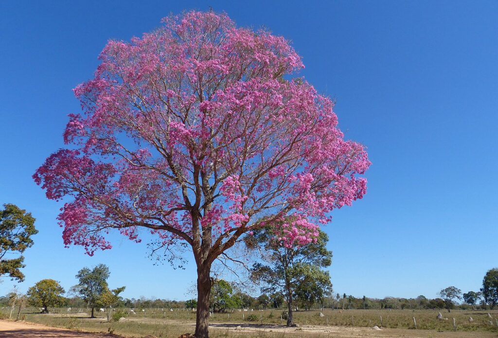 Ipê Rosa Um Guia Completo