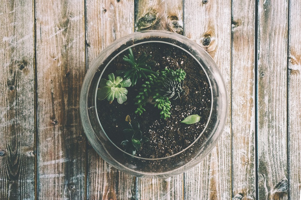 Plantas Para Terrário Fechado