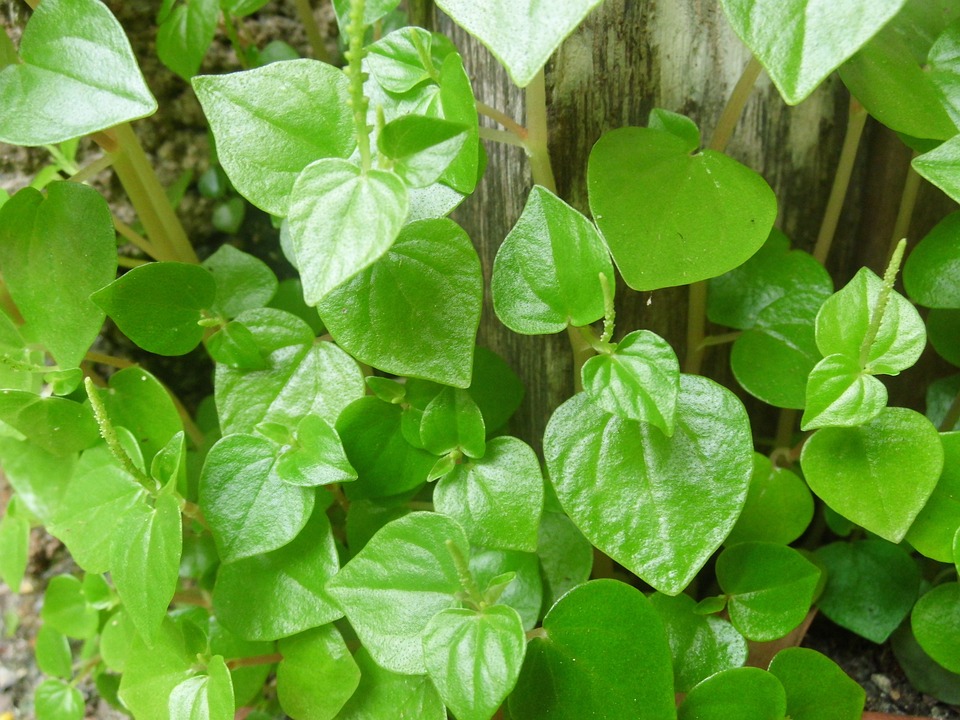 Plantas Pendentes de Sombra