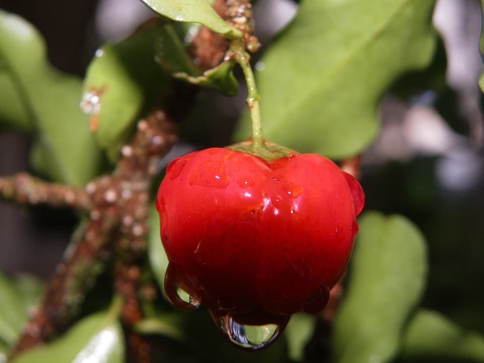 Como Plantar Acerola