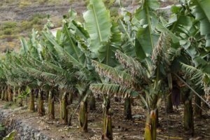 Como Plantar Banana