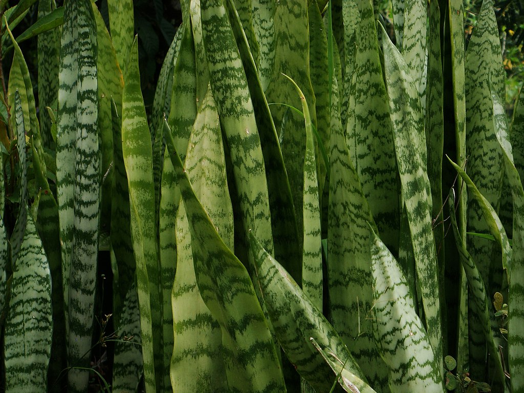 Como Plantar Espada de São Jorge