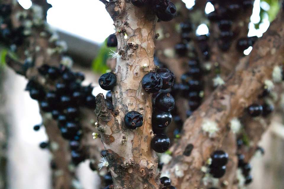 Como Plantar Jabuticaba