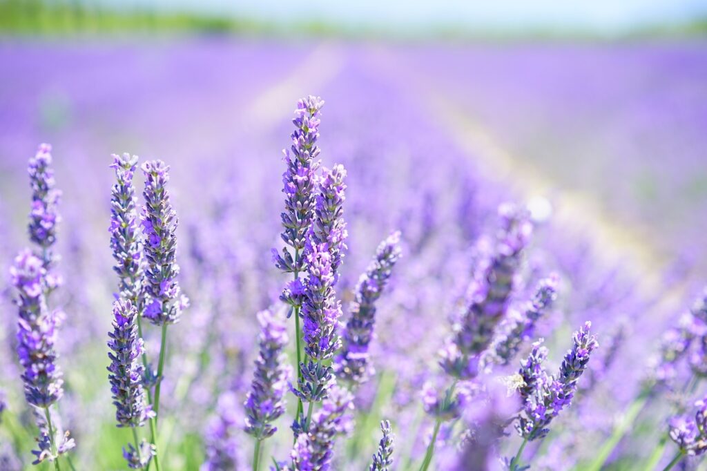 Como Plantar Lavanda