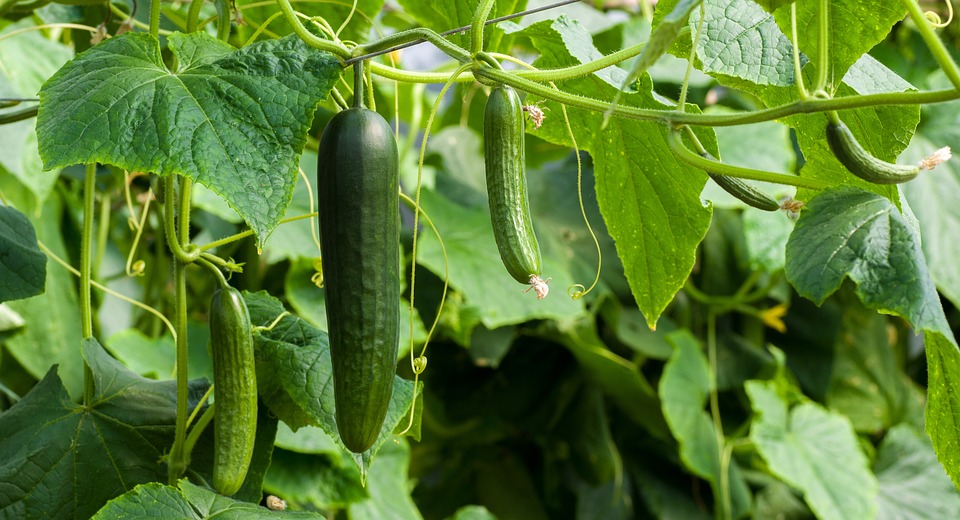 Como Plantar Pepino