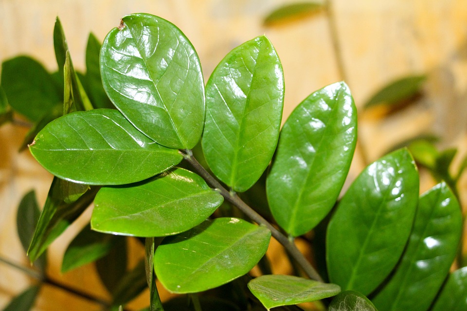 Como Plantar Zamioculca