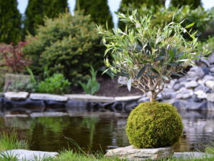 Kokedama Um Guia Completo