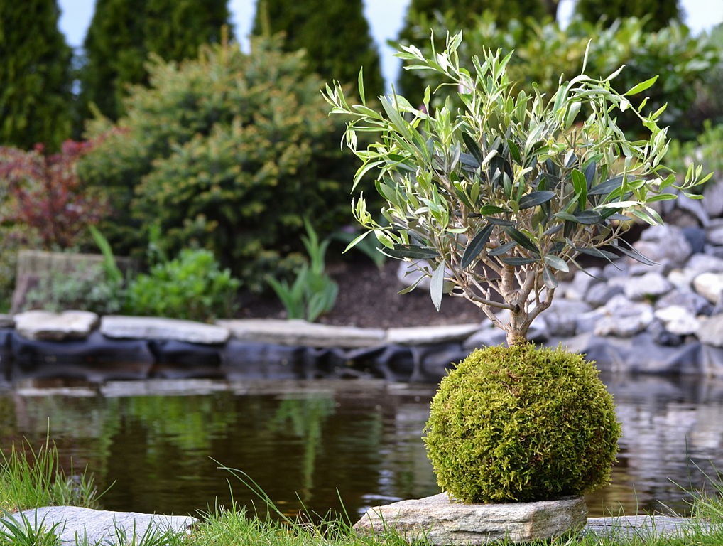 Kokedama Um Guia Completo