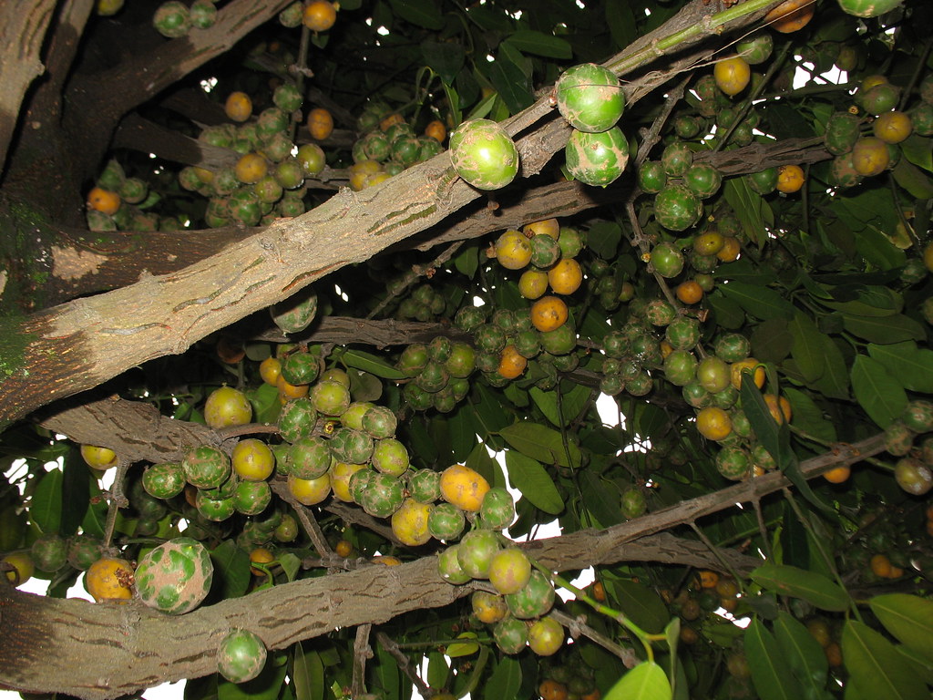 Mangostão Amarelo Um Guia Completo