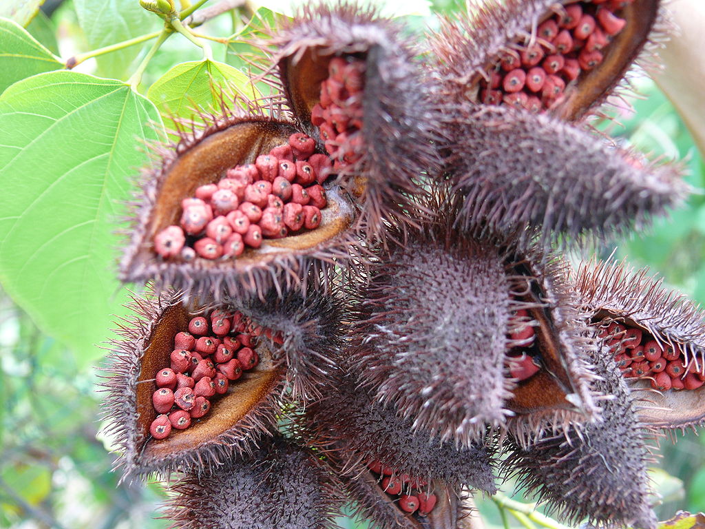 Urucum Um Guia Completo Desta Planta