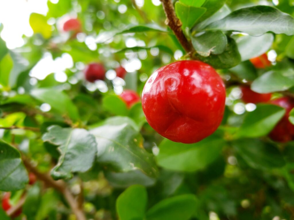 Acerola em Vaso Um Guia Completo