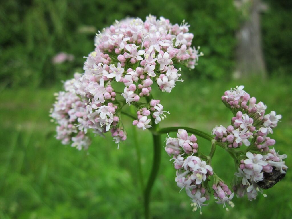 Benefícios da Valeriana