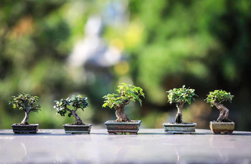 Bonsai Significado Guia Completo