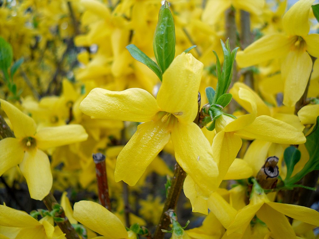 Cerca Viva Com Flores