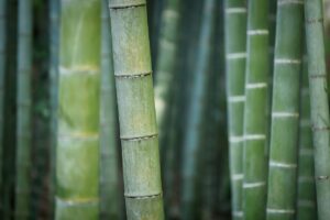 Como Plantar Bambu