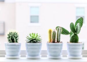 Como Plantar Cactos Guia Completo