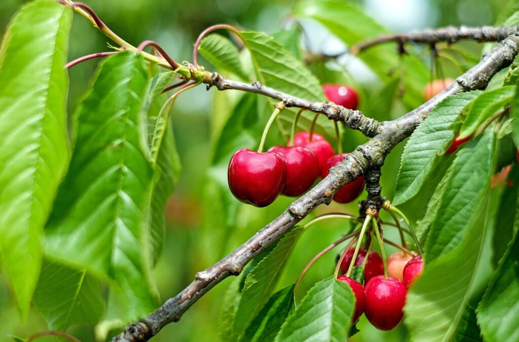 Como Plantar Cereja