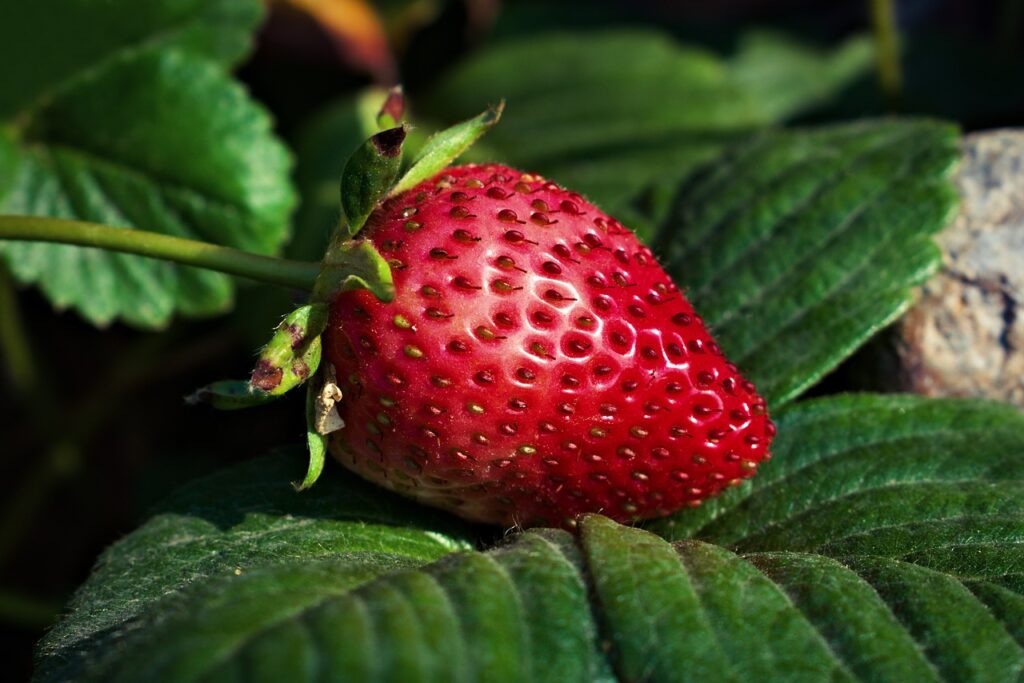 Como Plantar Morango em Vaso