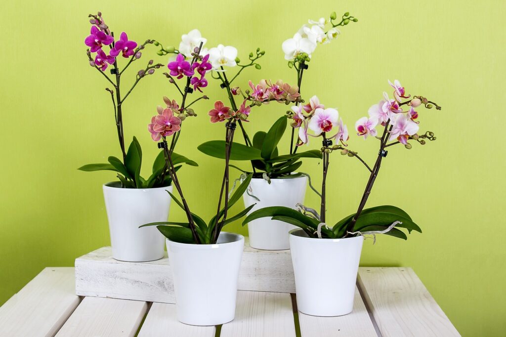 Como Plantar Orquídeas no Vaso