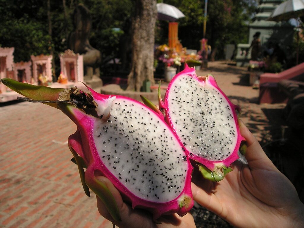 Como Plantar Pitaya no Vaso Para Produzir em 3 Meses