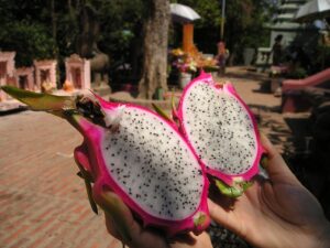 Como Plantar Pitaya no Vaso Para Produzir em 3 Meses