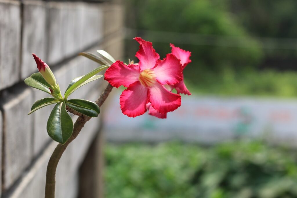 Como Plantar Rosa do Deserto no Vaso