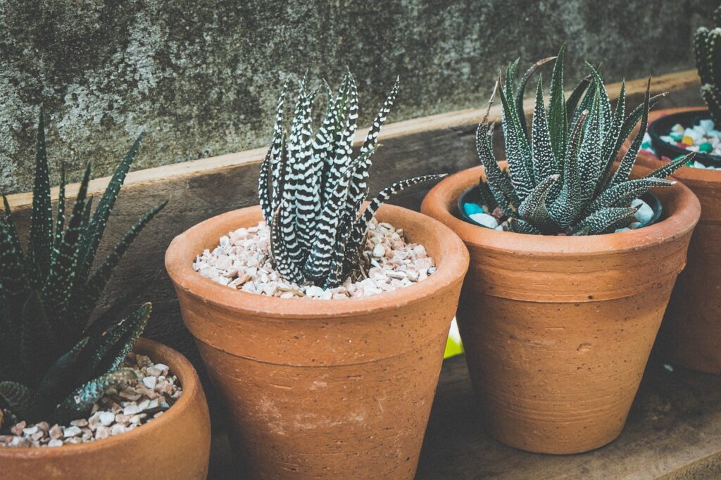 Como Plantar Suculentas