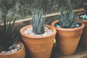 Como Plantar Suculentas