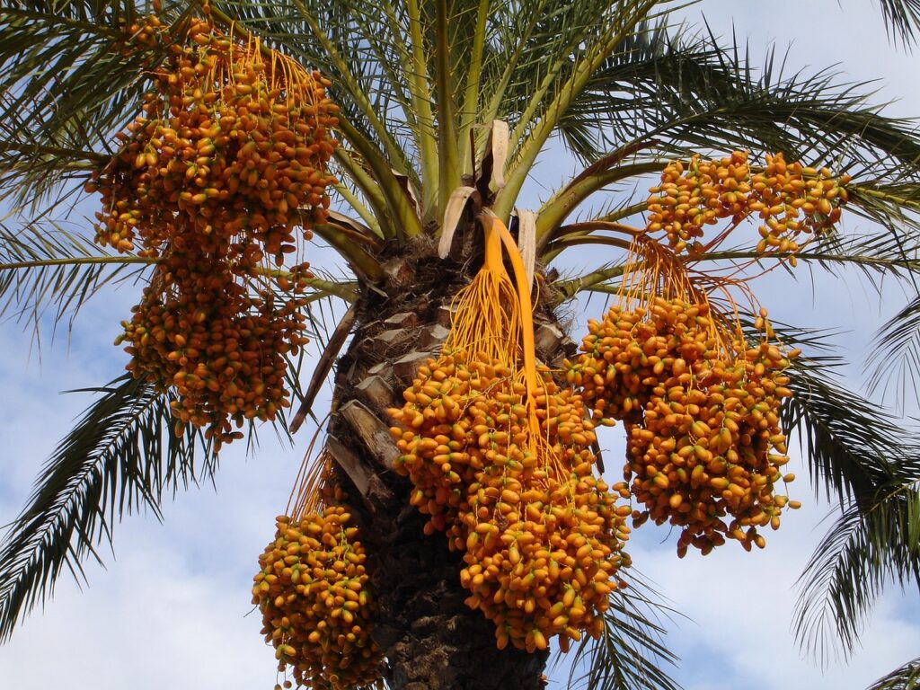 Como Plantar Tâmaras