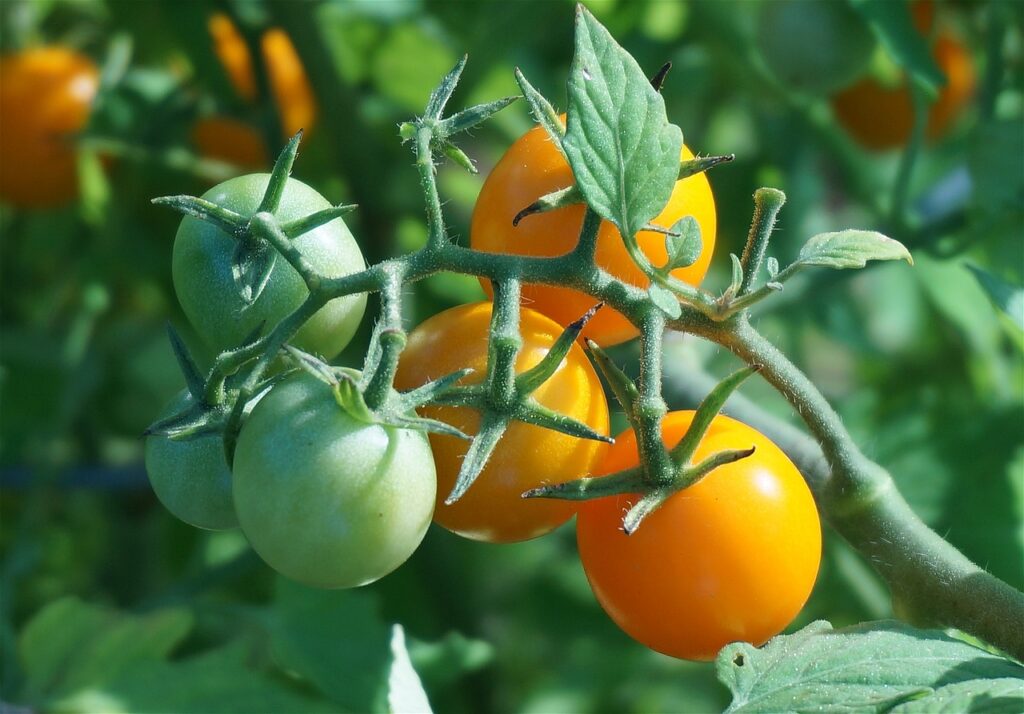 Como Plantar Tomate Cereja Com o Próprio Tomate