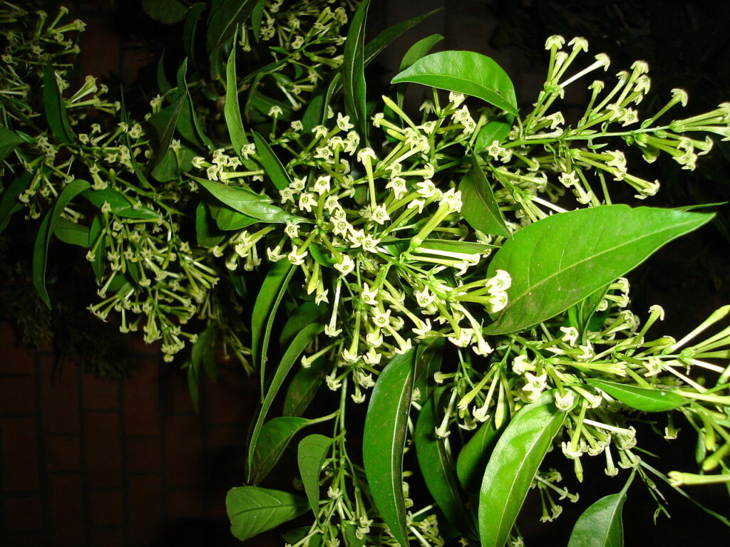 Flor Dama da Noite Tipos