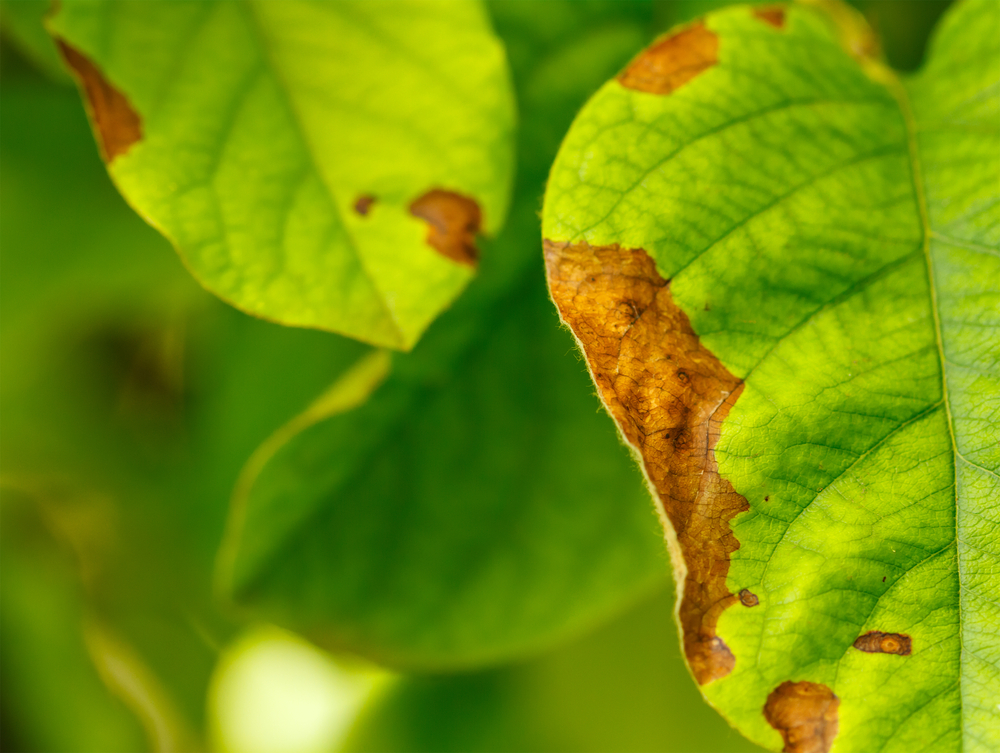 Fungos em Plantas