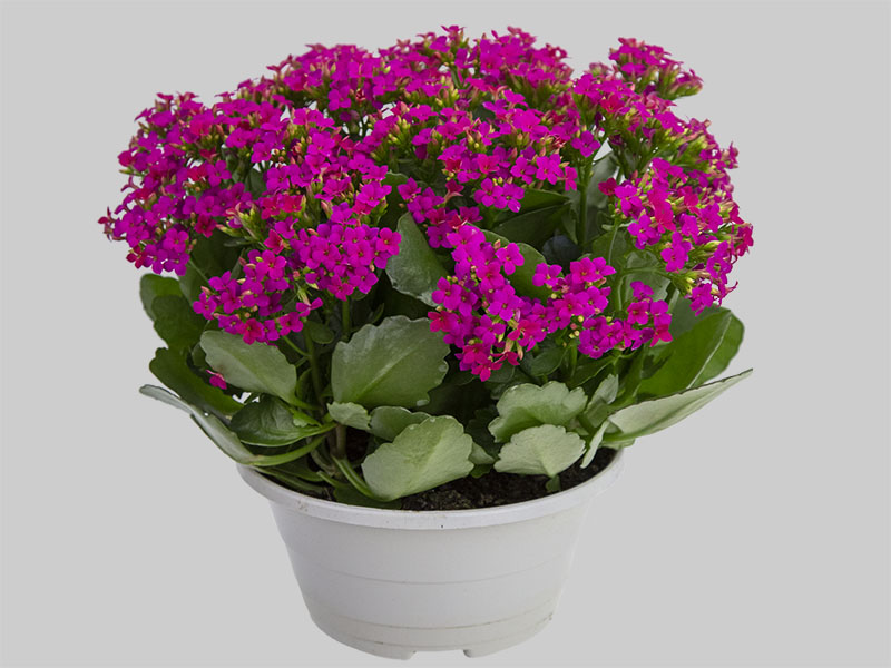 Kalanchoe Dobrado Um Guia Completo