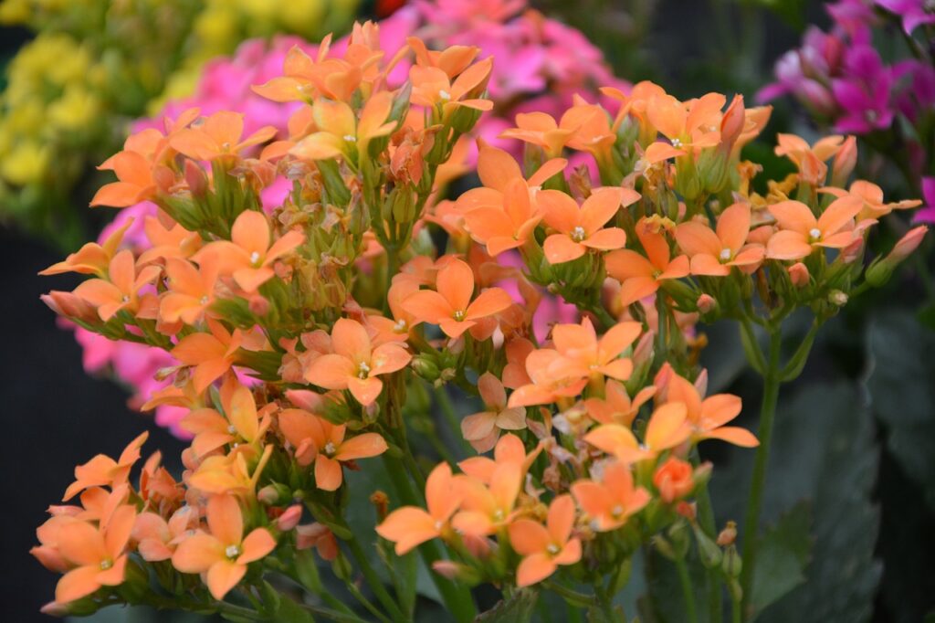 Kalanchoe Gosta de Sol ou Sombra?