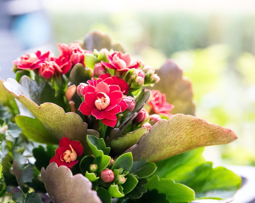 Kalanchoe Tipos Um Guia Completo