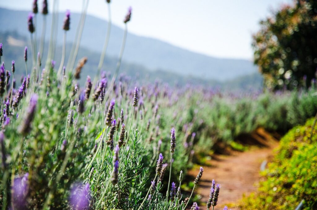 Lavanda em Vaso Um Guia Completo