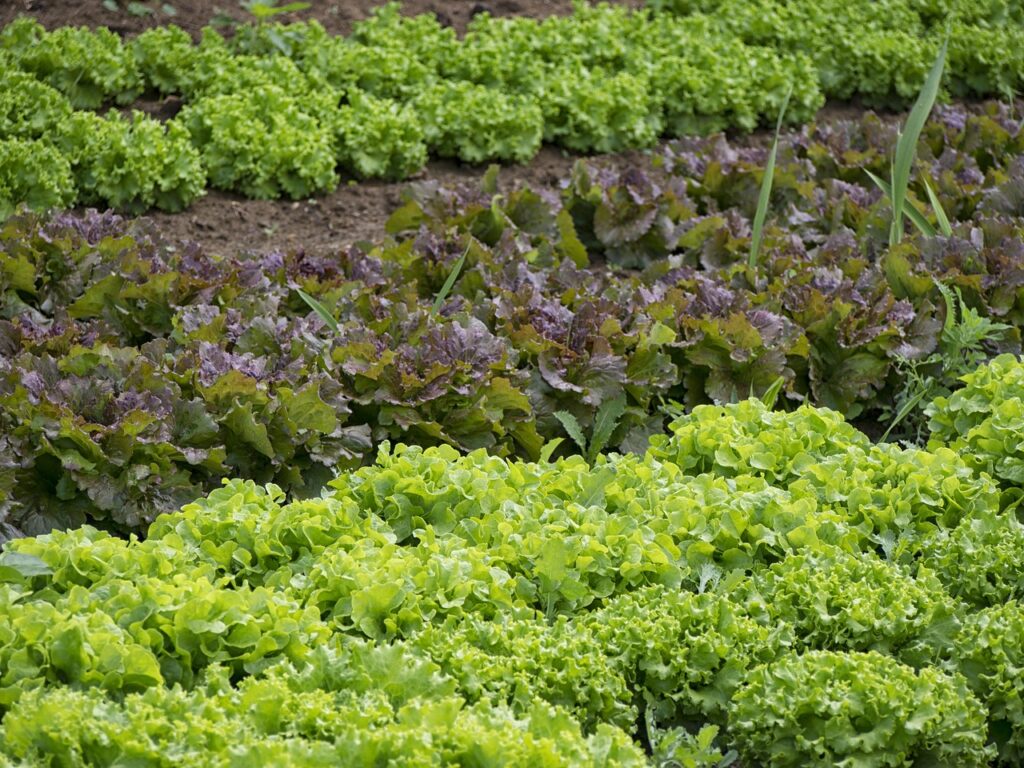 O Que Plantar em Maio na Horta?