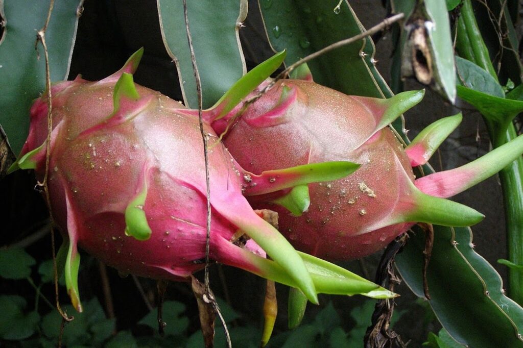 Pé de Pitaya no Vaso