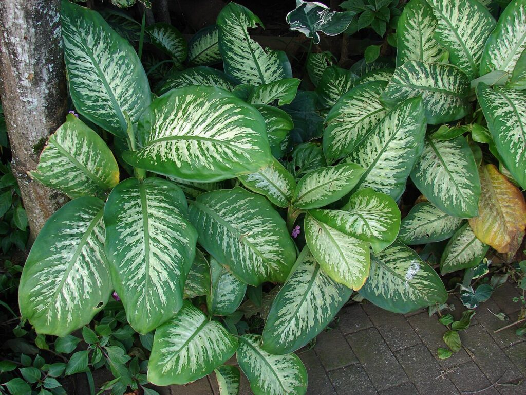 Planta Comigo Ninguém Pode Significado Espiritual