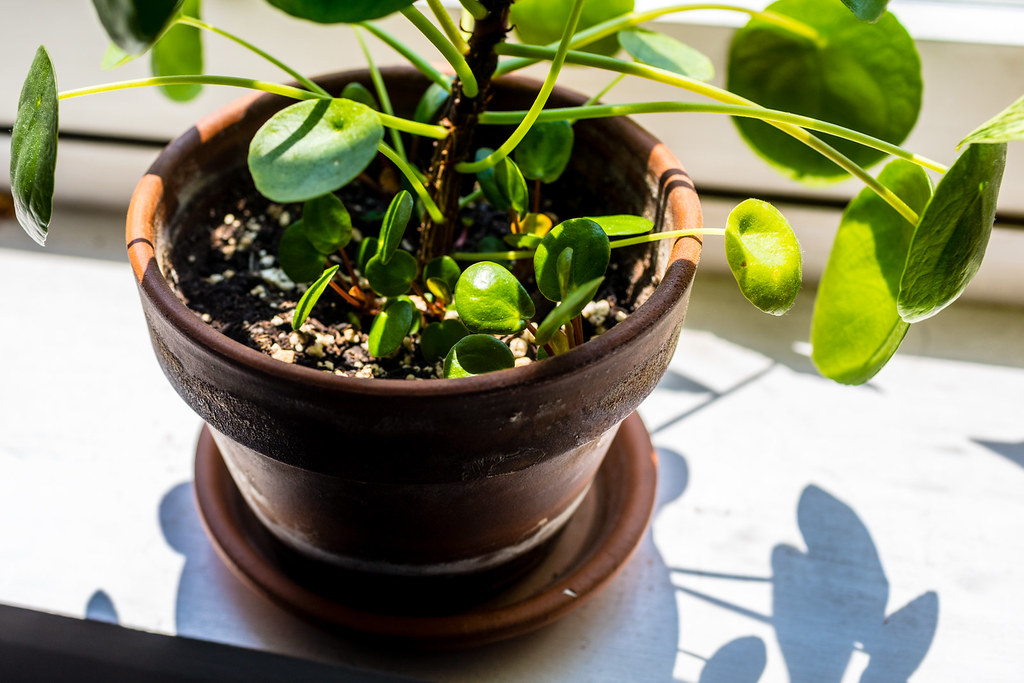 Plantas Para Apartamento Guia Completo