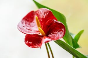 Plantas Para Jardim Vertical