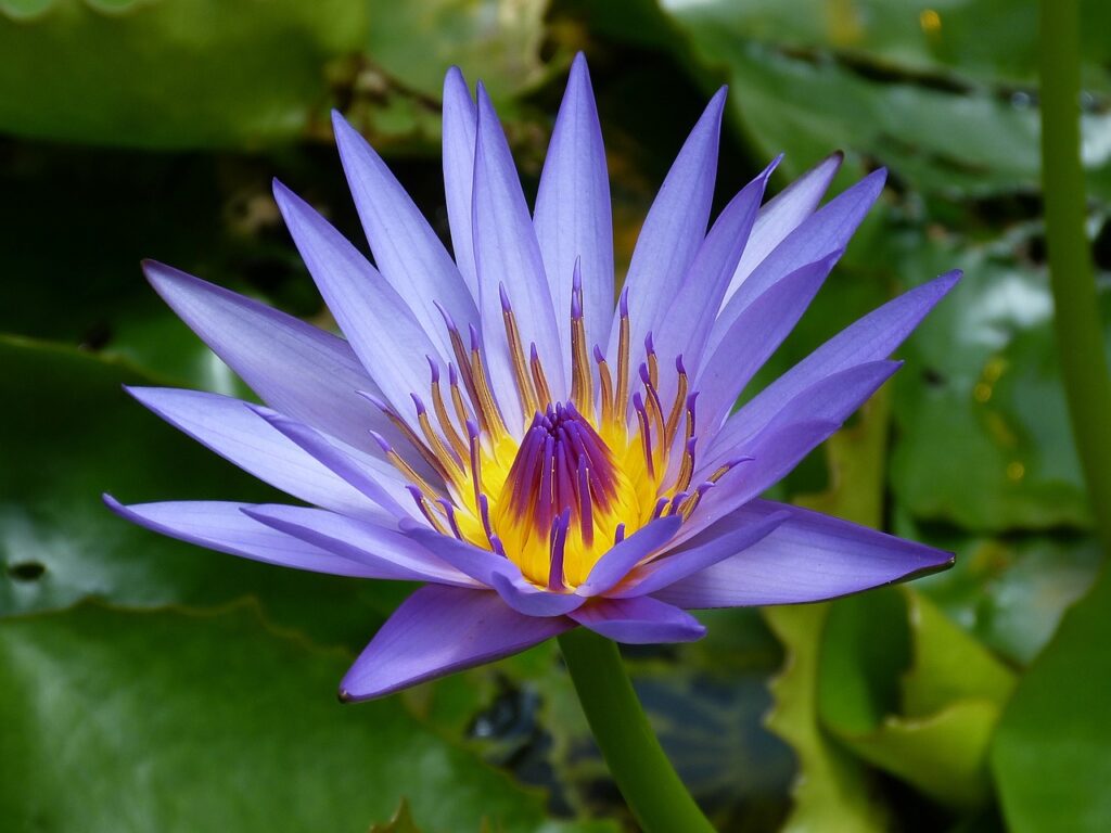 Plantas Que Vivem na Água