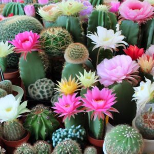 Tipos de Cactos Que Dão Flores