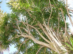 Tipos de Dracena Um Guia Completo