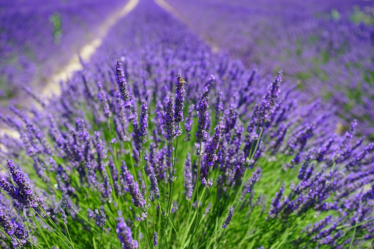 Tipos de Lavanda Um Guia Completo