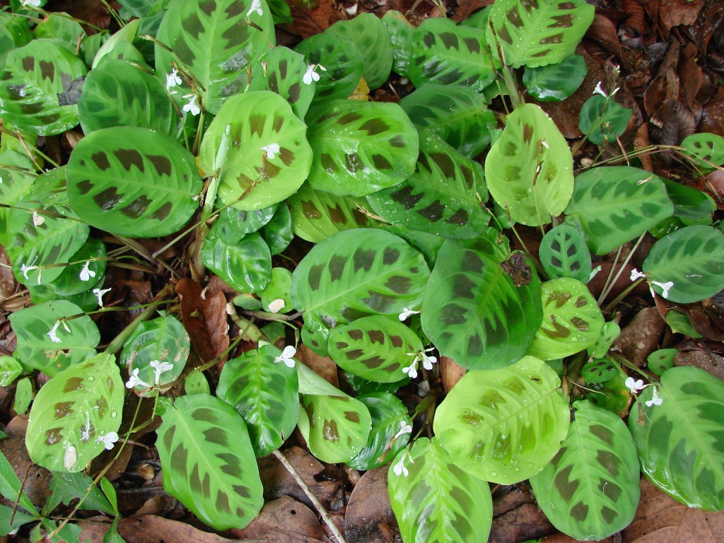 Tipos de Maranta Um Guia Completo