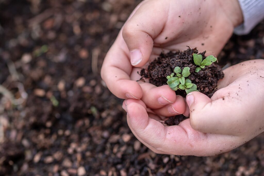 Zinco nas Plantas Um Guia Completo