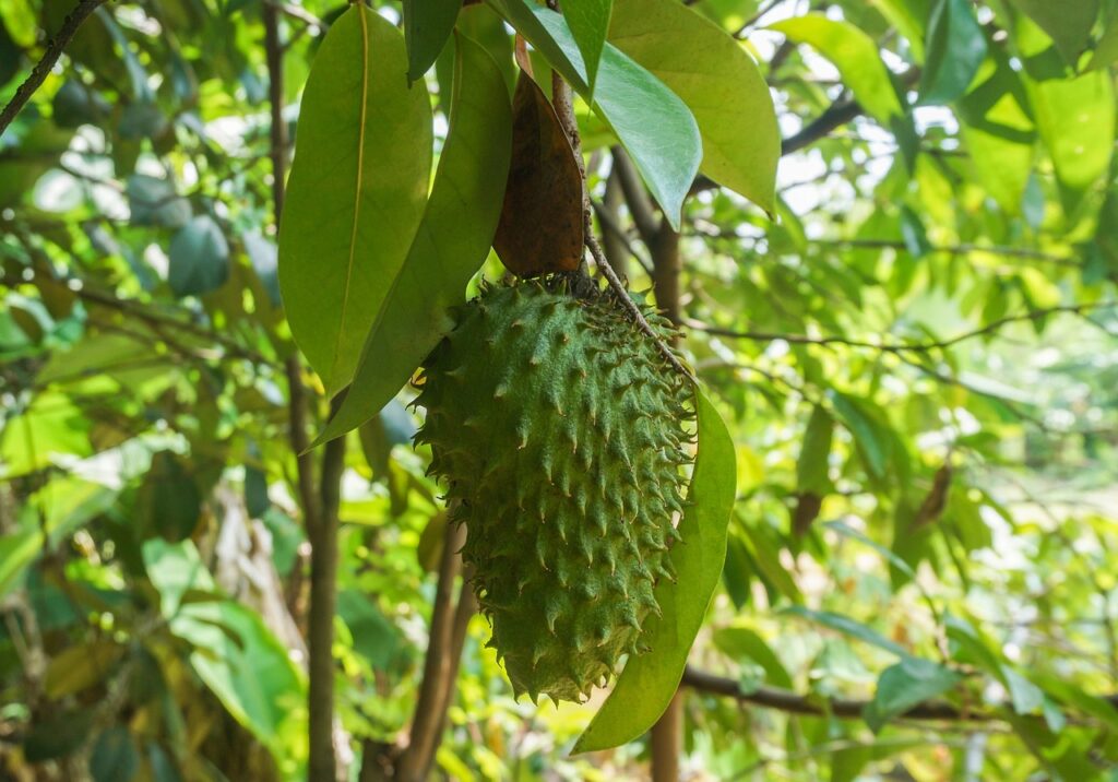 Benefícios da Graviola