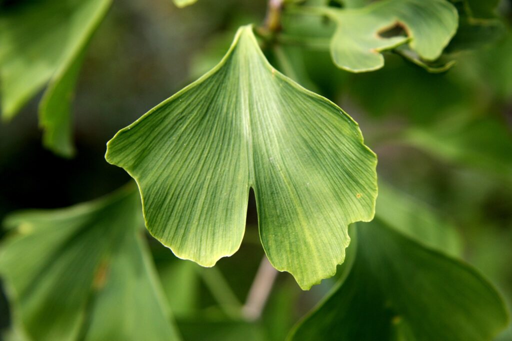 Benefícios do Ginkgo Biloba