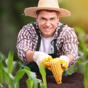Como Plantar Milho de Pipoca